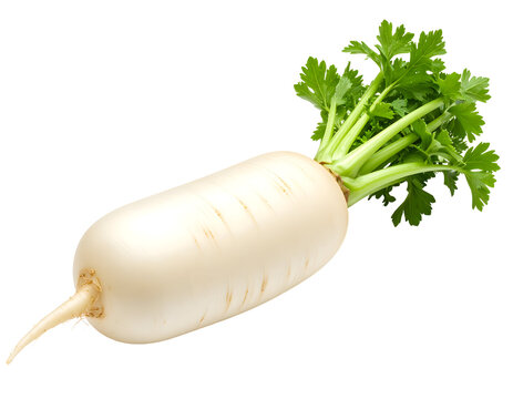 Fresh daikon radish with green leaves. Isolated transparent background