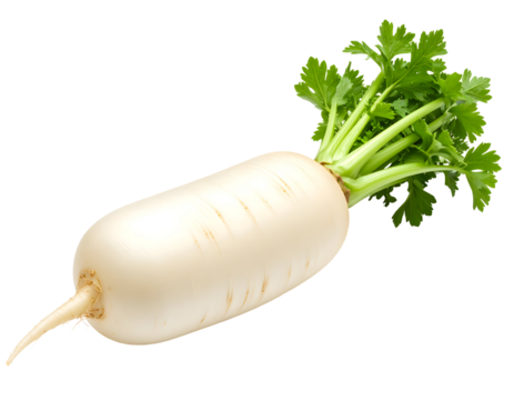 Fresh daikon radish with green leaves. Isolated transparent background