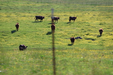 Cows grazing in an open pasture in Tennessee