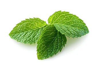 Mint leaf isolated on a white background