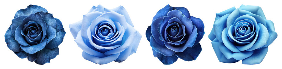PNG Vibrant blue roses arrangement, element set on transparent background © Rawpixel.com