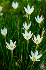 Close-up of blooming white Rain Lily flowers, Zephyranthes candida with fresh green grass-like leaves in a garden, captured in natural light with a soft background blur.