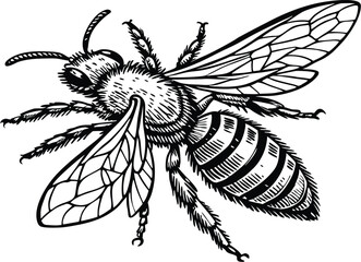 Highly detailed black and white vector illustration of a honey bee, symmetrical top-down view.