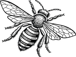Highly detailed black and white vector illustration of a honey bee, symmetrical top-down view.