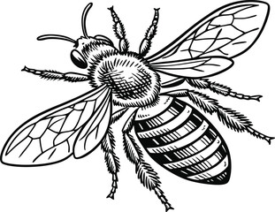 Highly detailed black and white vector illustration of a honey bee, symmetrical top-down view.