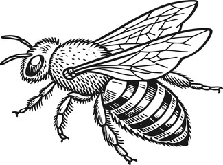 Highly detailed black and white vector illustration of a honey bee, symmetrical top-down view.