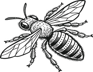 Highly detailed black and white vector illustration of a honey bee, symmetrical top-down view.