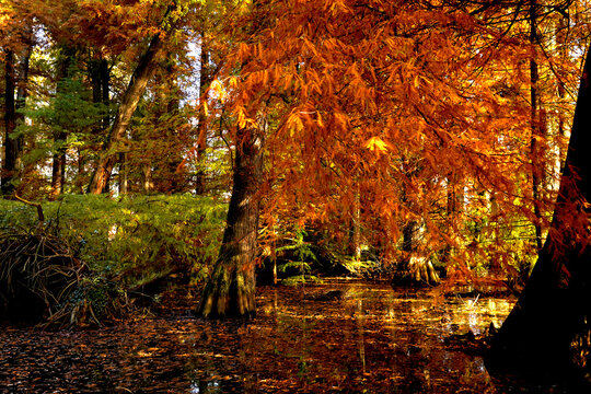 Veduta autunnale del parco naturale protetto dei Tassodi, nei pressi di Sarnico e Paratico, sul lago d'Iseo. Provincia di Bergamo, Lombardia, Italia.