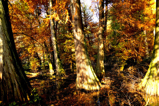 Veduta autunnale del parco naturale protetto dei Tassodi, nei pressi di Sarnico e Paratico, sul lago d'Iseo. Provincia di Bergamo, Lombardia, Italia.