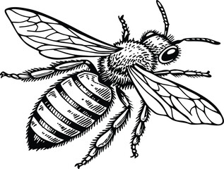 Highly detailed black and white vector illustration of a honey bee, symmetrical top-down view.