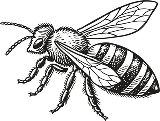 Highly detailed black and white vector illustration of a honey bee, symmetrical top-down view.