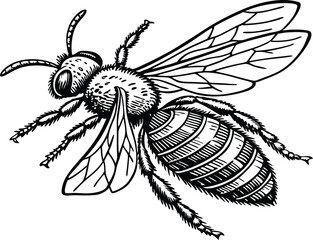 Highly detailed black and white vector illustration of a honey bee, symmetrical top-down view.