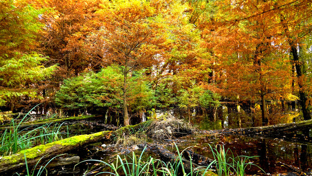 Veduta autunnale del parco naturale protetto dei Tassodi, nei pressi di Sarnico e Paratico, sul lago d'Iseo. Provincia di Bergamo, Lombardia, Italia.