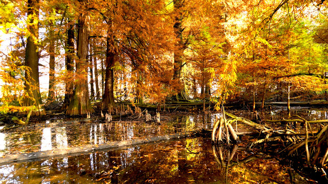 Veduta autunnale del parco naturale protetto dei Tassodi, nei pressi di Sarnico e Paratico, sul lago d'Iseo. Provincia di Bergamo, Lombardia, Italia.