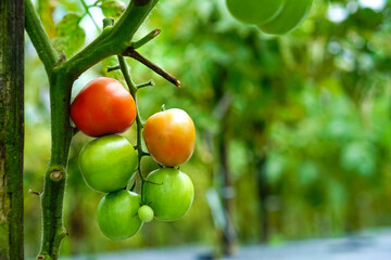 Close-up of a tomato plant with fruits in various ripening stages green, yellowish-orange, and red growing on the vine in a garden with a natural blurred background.