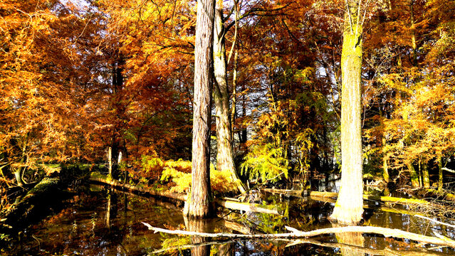 Veduta autunnale del parco naturale protetto dei Tassodi, nei pressi di Sarnico e Paratico, sul lago d'Iseo. Provincia di Bergamo, Lombardia, Italia.