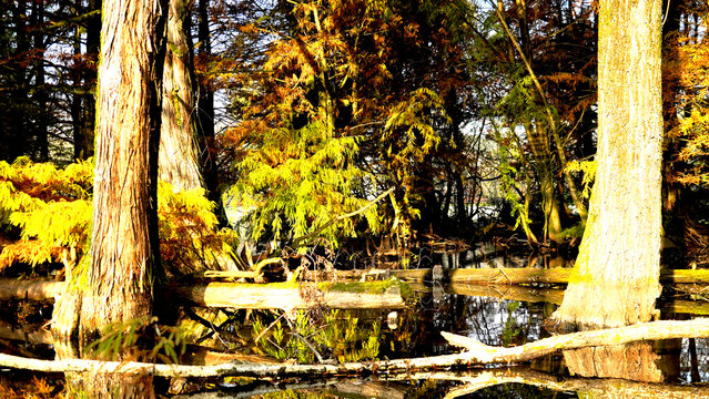 Veduta autunnale del parco naturale protetto dei Tassodi, nei pressi di Sarnico e Paratico, sul lago d'Iseo. Provincia di Bergamo, Lombardia, Italia.