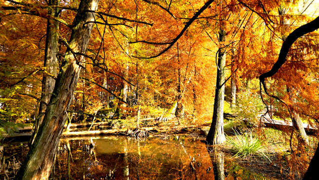 Veduta autunnale del parco naturale protetto dei Tassodi, nei pressi di Sarnico e Paratico, sul lago d'Iseo. Provincia di Bergamo, Lombardia, Italia.