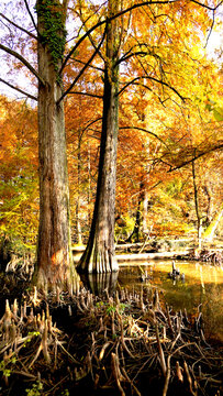 Veduta autunnale del parco naturale protetto dei Tassodi, nei pressi di Sarnico e Paratico, sul lago d'Iseo. Provincia di Bergamo, Lombardia, Italia.