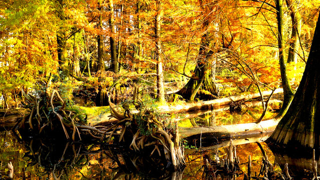 Veduta autunnale del parco naturale protetto dei Tassodi, nei pressi di Sarnico e Paratico, sul lago d'Iseo. Provincia di Bergamo, Lombardia, Italia.