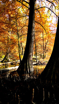 Veduta autunnale del parco naturale protetto dei Tassodi, nei pressi di Sarnico e Paratico, sul lago d'Iseo. Provincia di Bergamo, Lombardia, Italia.