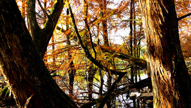 Veduta autunnale del parco naturale protetto dei Tassodi, nei pressi di Sarnico e Paratico, sul lago d'Iseo. Provincia di Bergamo, Lombardia, Italia.