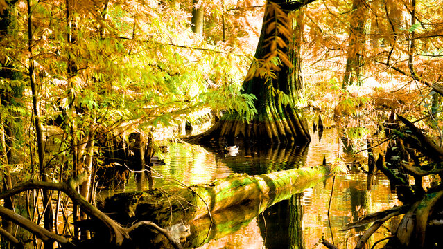 Veduta autunnale del parco naturale protetto dei Tassodi, nei pressi di Sarnico e Paratico, sul lago d'Iseo. Provincia di Bergamo, Lombardia, Italia.
