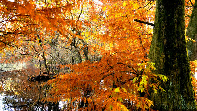 Veduta autunnale del parco naturale protetto dei Tassodi, nei pressi di Sarnico e Paratico, sul lago d'Iseo. Provincia di Bergamo, Lombardia, Italia.