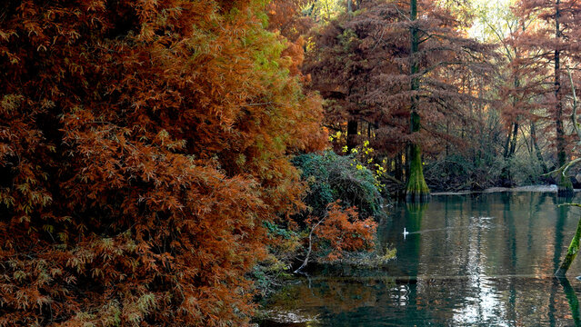 Veduta autunnale del parco naturale protetto dei Tassodi, nei pressi di Sarnico e Paratico, sul lago d'Iseo. Provincia di Bergamo, Lombardia, Italia.