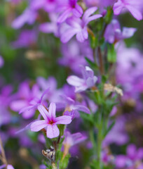 Beautiful close-up of erinus alpinus