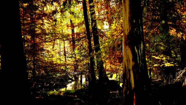 Veduta autunnale del parco naturale protetto dei Tassodi, nei pressi di Sarnico e Paratico, sul lago d'Iseo. Provincia di Bergamo, Lombardia, Italia.