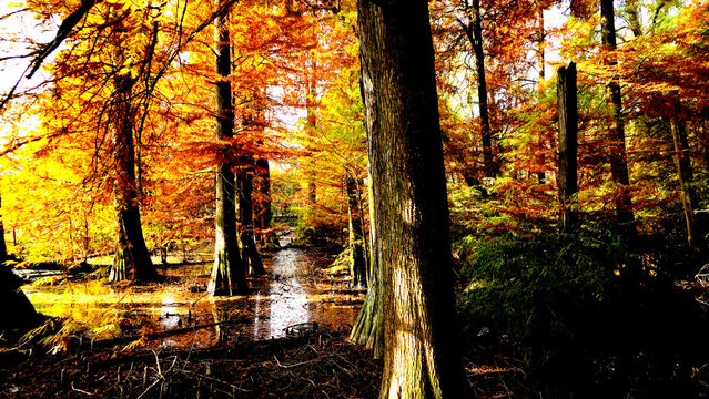 Veduta autunnale del parco naturale protetto dei Tassodi, nei pressi di Sarnico e Paratico, sul lago d'Iseo. Provincia di Bergamo, Lombardia, Italia.