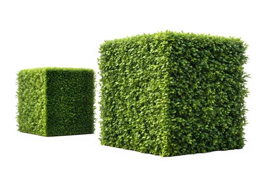 Two Green Bush Cubes on Transparent Background