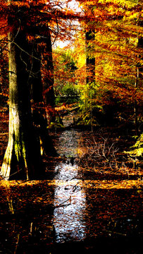Veduta autunnale del parco naturale protetto dei Tassodi, nei pressi di Sarnico e Paratico, sul lago d'Iseo. Provincia di Bergamo, Lombardia, Italia.