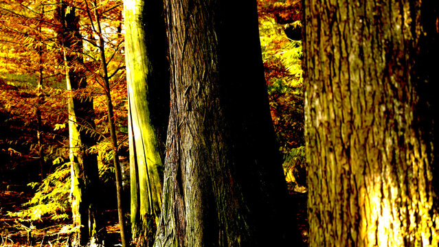 Veduta autunnale del parco naturale protetto dei Tassodi, nei pressi di Sarnico e Paratico, sul lago d'Iseo. Provincia di Bergamo, Lombardia, Italia.
