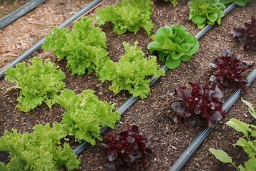 Various types of fresh lettuce growing in neat rows on soil with drip irrigation system, showcasing...