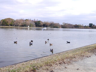 Mizumoto Park in Tokyo is a local waterside park known for its rich natural ecosystem and stunning bald cypress trees.