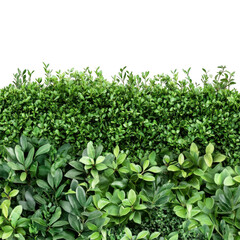 Obraz premium Green hedge png image, isolated
