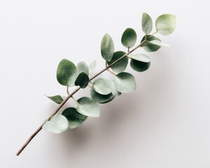 Single eucalyptus branch on off-white background