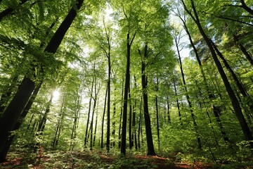 Spring beech forest on a sunny May morning. Poland