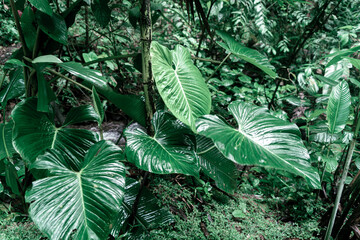 Natural green leaves from the jungle