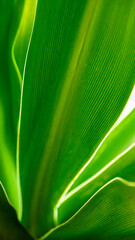Close-up of green plants: clear texture of leaves