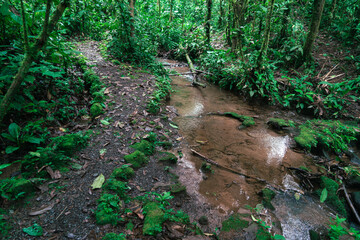 Forest trail with a stream in the jungle