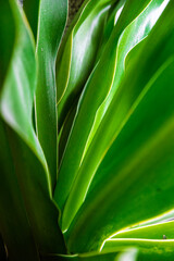 Obraz premium Close-up of green plants: clear texture of leaves