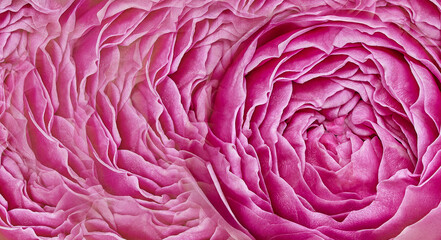 Obraz premium Rose close up. Floral background. Macro. Nature. 