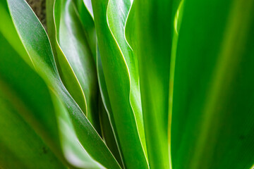 Fototapeta premium Close-up of green plants: clear texture of leaves