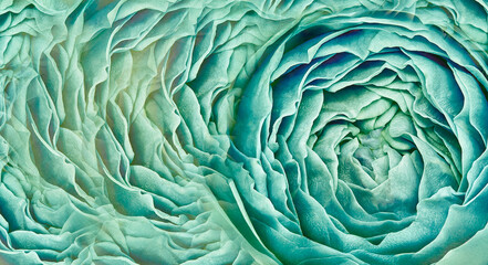 Obraz premium Rose close up. Floral background. Macro. Nature. 