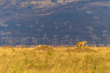A pride of lions -Panthera Leo- in the golden light of the early morning in the Serengeti, Tanzania
