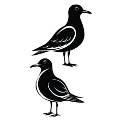 Silhouette of Two Seagulls