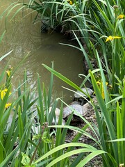 tortues d'eau